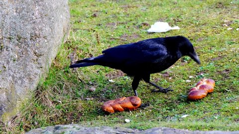 smart city bird, black crow, Corvus corone found bun and pecks food, walks on spring green grass, concept of nesting and breeding birds, wildlife protection, migration of feathered