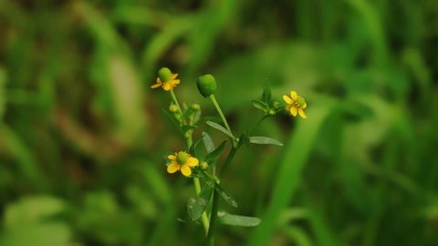 4k footage of a Celery-leaved buttercup plant with flowers. Yellow flower of Celery-leaved buttercup plant. Ultra HD footage of Celery-leaved buttercup plant. With selective focus on the subject.