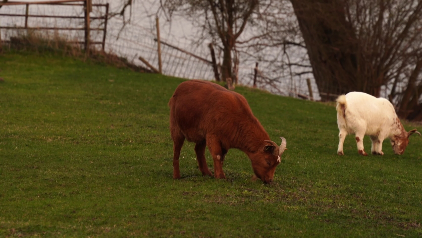 Goat looking up to the camera while eating grass lookin goofy and funny 