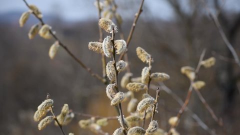 Thin willow branches with dry catkins, male flower, during spring sunny day swaying in breeze in countryside