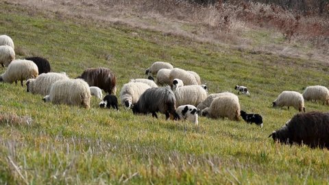 Flock of sheep with lambs grazing on grassy hillside in spring, domestic farm animals and offspring in pasture, ewe with long fleece