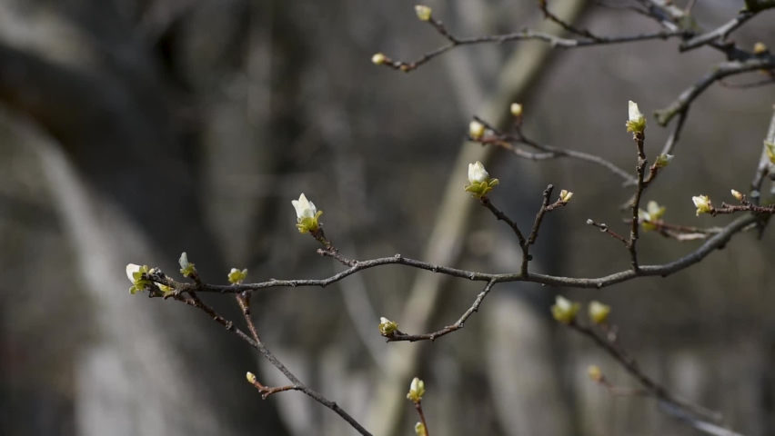 Close up of young green leaves on quince twig in spring season, swaying in breeze during sunny day Royalty-Free Stock Footage #1089022449