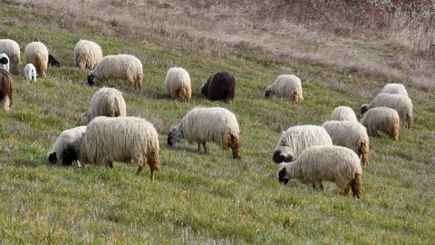 Flock of sheep with lambs grazing on grassy hillside in spring, domestic farm animals and offspring in pasture, ewe with long fleece