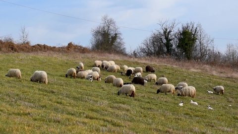 Flock of sheep grazing on grassy hillside and lambs resting in grass in spring, domestic farm animals and offspring in pasture, ewe with long fleece