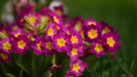 4K video. Beautiful violet family violaceae spring flowers. Amazing details of these pansies plants. Park and landscape design. Flower shop.