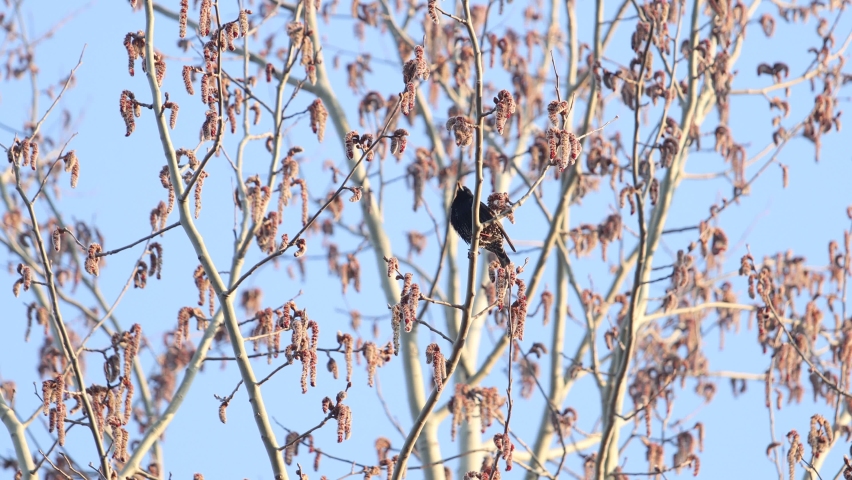 starling sings among the blossoming tree