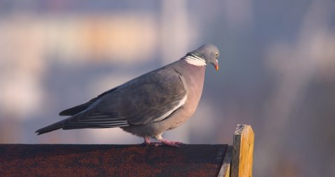 Pigeon bird walking on shed coop roof flying away morning sunshine