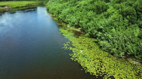 Slow motion. A grey heron flies over a thicket of Nuphar . The bird flaps its huge wings and stretches its long neck. A wading bird flies over a small blue river. Sunny summer weather. Drone footage