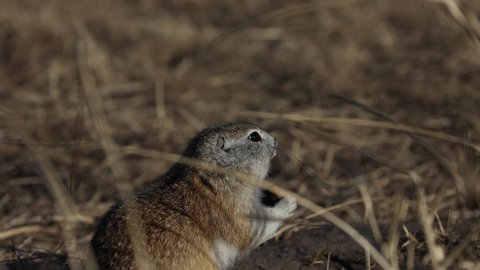 the gopher noticed the camera and hid in a hole