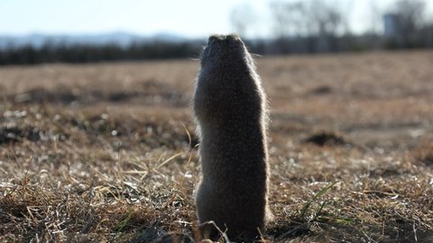 the gopher noticed that he was being filmed by a camera rodent nature wildlife park forest sky sunset  animals funny