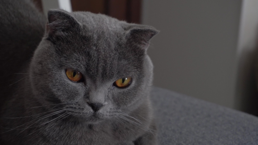 Scottish fold cat portrait. Close-up profile of gray cat is lying on a gray background. Royalty-Free Stock Footage #1089029301
