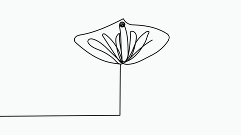 Self, drawing, animation continuous single drawn one line Calla, flower