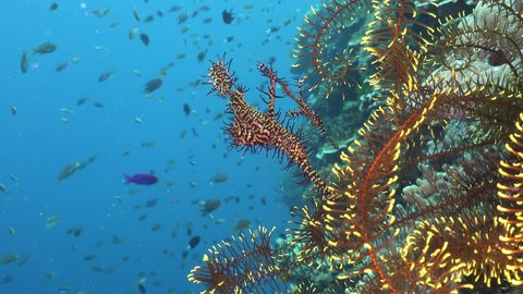 Two harlequin ghost pipefish over feather star with blue ocean in background