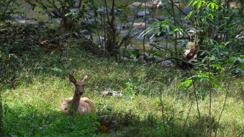 Along on the grass at the stream, Eld's Deer, Rucervus eldii, Huai Kha Kaeng Wildlife Sanctuary, Thailand.