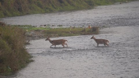 Some spotted deer crossing a river in the Chitwan National Park.