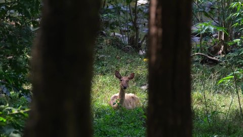 Seen through two trees as the camera zooms out, Eld's Deer, Rucervus eldii, Huai Kha Kaeng Wildlife Sanctuary, Thailand.