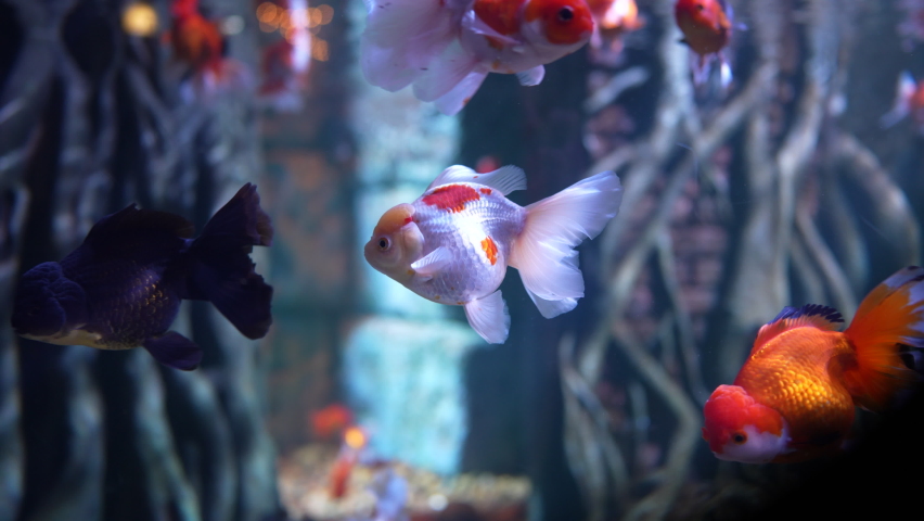 Oranda decorative goldfish swimming underwater, inhabitants of the sea world, close-up colorful fish in the water | Shutterstock HD Video #1089032205