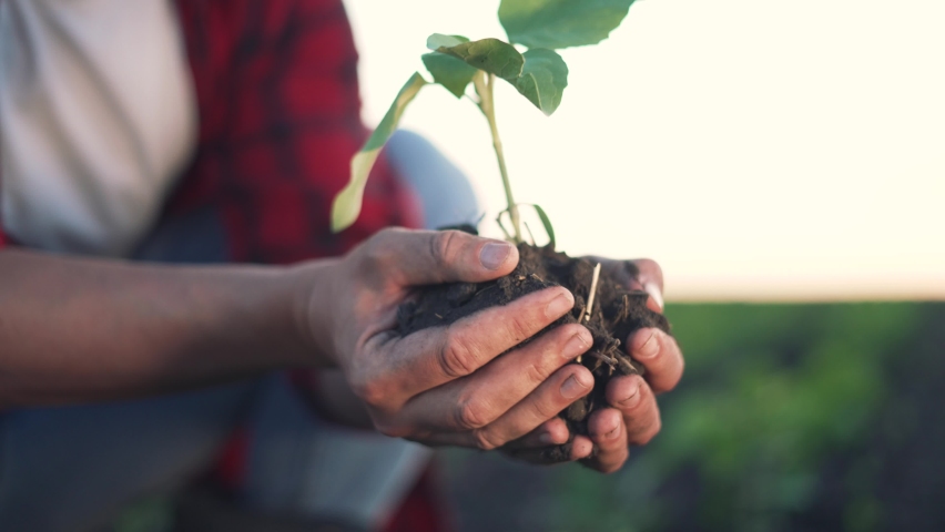 Agriculture.Farmer gardener lowers his hands with plant in fertile soil.Planting plant organically into soil.Agriculture concept.Farmer holds plant with soil in his hands.Farmer gardener clamps plant Royalty-Free Stock Footage #1089033879