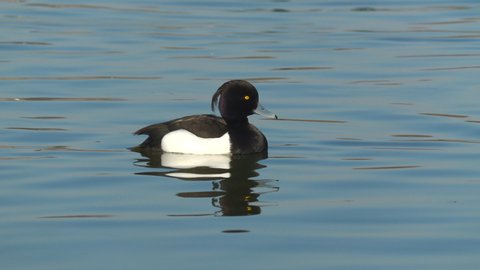 tufted duck seabird male float calm water right side view natural world norway
