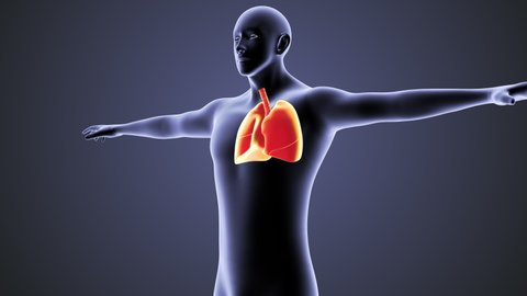 Human Circulatory System Lungs Anatomy Concept Stock Footage Video (100 ...