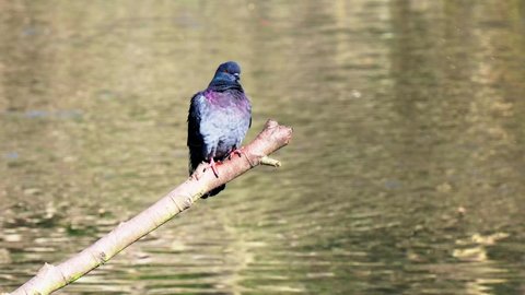 Feral Pigeon perched on a branch over water