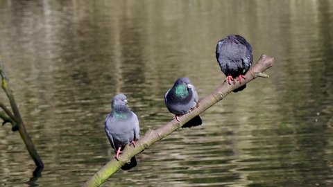 Feral Pigeons perched on a branch over water