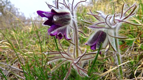 Eastern pasqueflower, cutleaf anemone (Pulsatilla patens) blooming in spring among the grass in the wild, Ukraine
