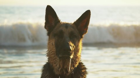 German shepherd at the beach, dog portrait drooling looking at the camera