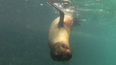 Playful sea lion swimming towards the camera in the Galápagos Islands.