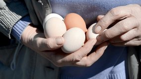 Close-up arms of old women holding chicken  eggs, fresh food ingredient from farmhouse,video