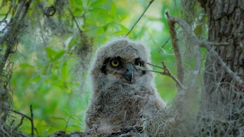 Great Horned Owl baby sits in a nest. Extreme close-up on face and eyes.