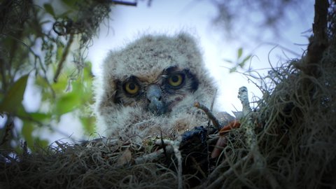 Great Horned Owl baby sits in a nest surrounded by Spanish moss. Juvenile bird with fluffy white feathers. Extreme close-up on face and eyes.