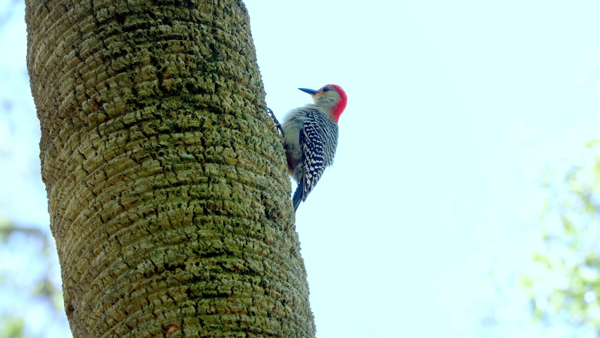 Red-Bellied Woodpecker on a tree.