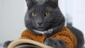Funny cat like a person who is reading a book. The cat is dressed in an animal costume in the form of a beautiful knitted cardigan with buttons. The cat is a valuable member of the family.
