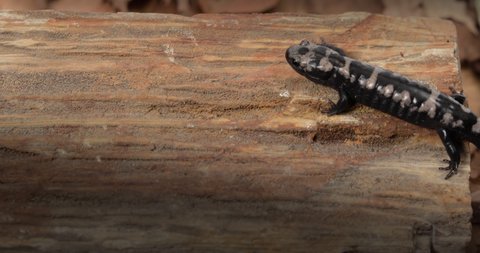 Tiger salamander crawling on a rock