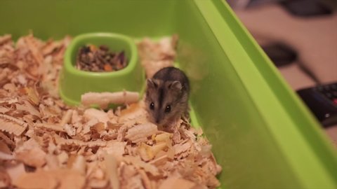  A small Djungarian hamster runs on sawdust in a cage. High quality FullHD footage