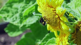 bumble bee on sunflowercollecting nectar close up view. Macro video of bee pollinating flower in summer time slow motion 4k