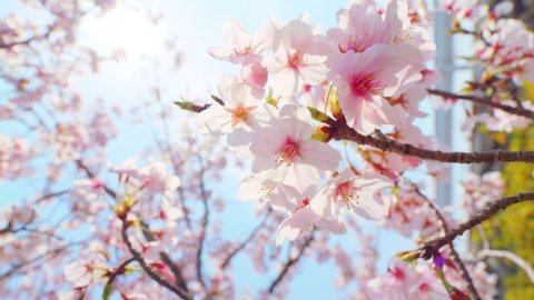 Cherry blossoms in full bloom under the blue sky in spring, Sakura flower, Nature or environment background, Vertical angle