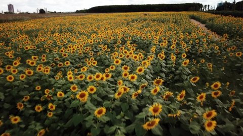 
Eurogarden's Sunflower Plantation, Maringá, Paraná, Brazil. Beautiful place, worth visiting.