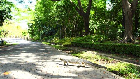Asian water monitor walking down the street in park, Giant Carnivorous Lizards in Thailand, Wild Thailand, Varanus Salvator, 4K video footage.
