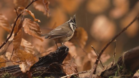 Alert European Crested Tit on perch, brown fall foliage background shallow DOF