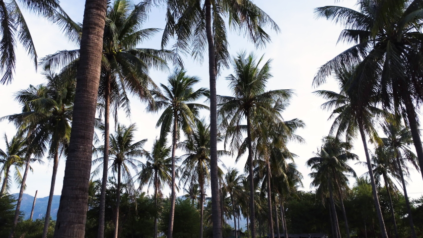 Backwards view of Palm tree jungle in Cam Ranh. Vietnam. Low angle. Slow Royalty-Free Stock Footage #1089046341