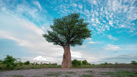 MId-Day to Sunset View of a Lone Baines Baobab Tree Standing Amidst an African Safari in Botswana Africa - Timelapse