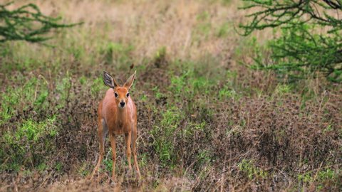 Female Steenbok Scraping The Ground While Looking At Camera, Behavior During And After Defecating And Urinating. - wide