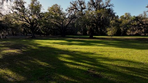 Aerial Video of large Oak trees with Spanish Moss