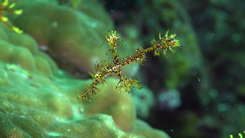 Juvenile Harlequin ghost Pipefish on tropical coral reef