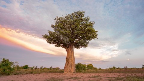 Baobab Tree At Nxai Pan National Park In Botswana. - timelapse