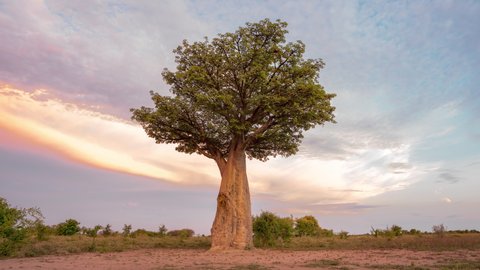 Baobab Tree (Adansonia) With Green Foliage From Daylight To Dusk In Nxai Pan National Park. - hyperlapse