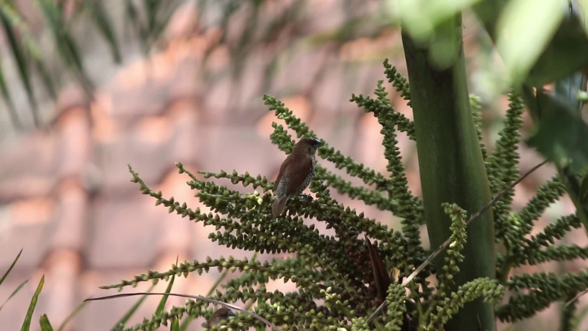 Lonchura leucogastroides, Javanese emprit, Pekingese emprit, Javanese Bondol emprit, Javan Munia, Bondol Pipit, Javanese Pipit perched on a palm fruit while cleaning his body