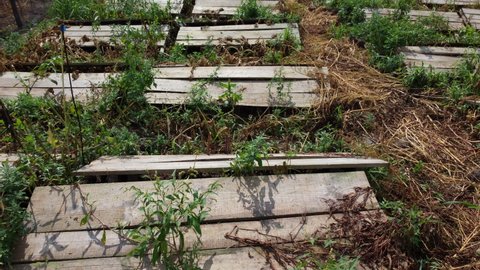 Snail farm. Boards on which snails grow on a snail farm outdoors close-up. Snail farming. Growing snails on a farm. Farm for growing edible snails on sunny day